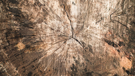 Pictures of old wooden plank texture background.