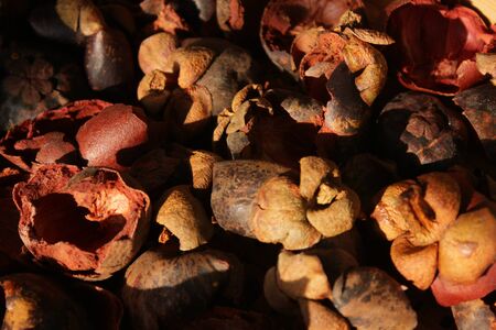 mangosteen-herbの写真素材