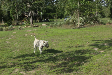 animalsの写真素材