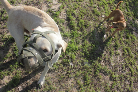 animalsの写真素材