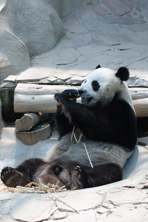 chung chung panda in Chiangmai Zooの写真素材