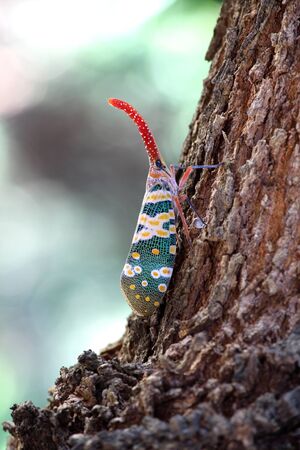 Pyrops candelaria on Longan treeの写真素材