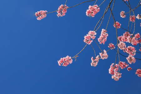 Prunus cerasoides under blue sky on Suthep Hill Chiang Maiの写真素材