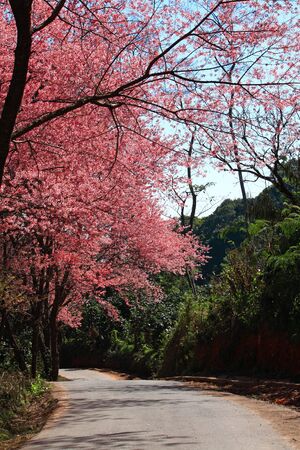 Prunus cerasoides on Suthep Hill Chiang Maiの写真素材