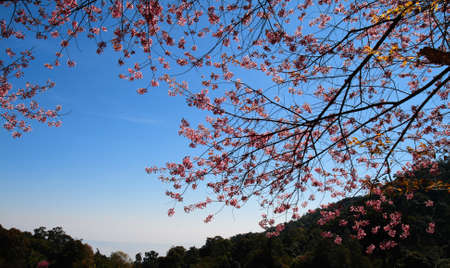 Prunus cerasoides on Suthep Hill Chiang Maiの写真素材