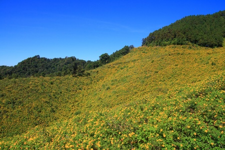 Tung Bua Tong in Mae Hong Son Thailandの写真素材