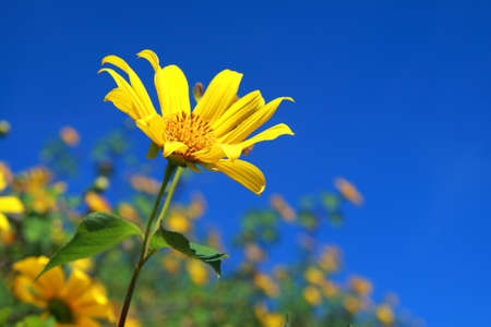 mexican sunflower in Mae Hong Son Thailandの写真素材