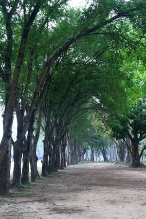 Forest Beautiful wayの写真素材