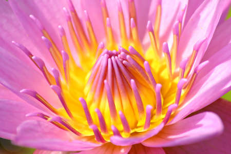 Close up of Lotusの写真素材