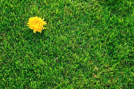 Flowers on the grass.の写真素材