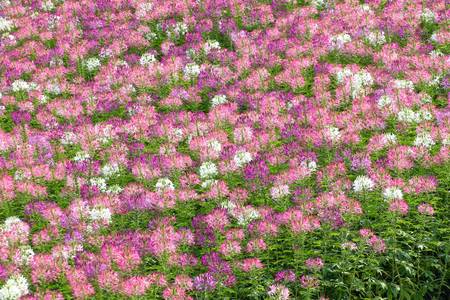 summer spider flowersの写真素材