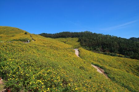 Tung Bua Tong Mexican sunflower under blue sky in Maehongson, Thailand の写真素材