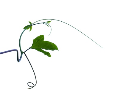 Green leaf isolated on white backgroundの写真素材