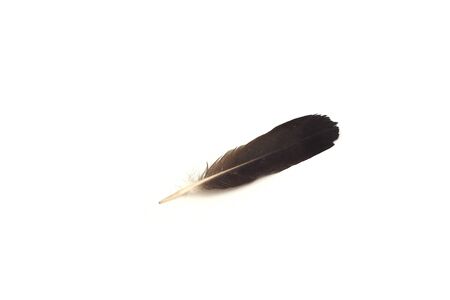 Brown Feather isolated on white backgroundの写真素材