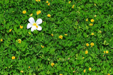White Flowers on the yellow field.の写真素材