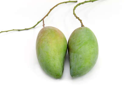 Green mango on white isolated background.の写真素材