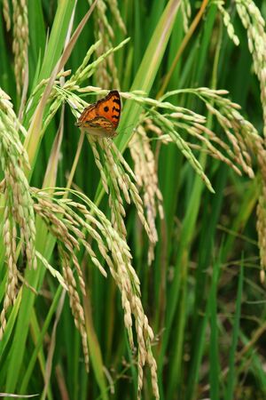 Green rice paddy with beautiful butterfly.の写真素材