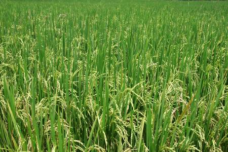 Green rice paddyの写真素材