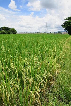 Rice fields with High-voltage towers background.の写真素材