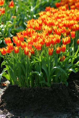 Tulips garden の写真素材