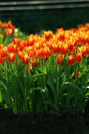 Tulips gardenの写真素材