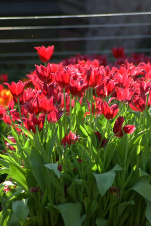 Tulips gardenの写真素材