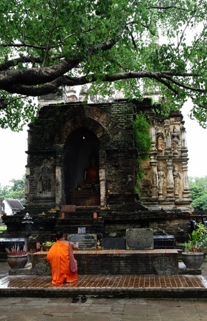 Buddhist monk praying pagoda under the Bodhi tree, in chet yot temple, Chiang Mai Thailandの写真素材