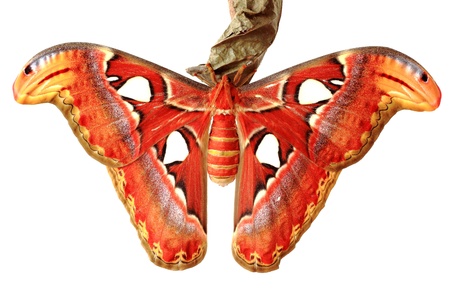 Close up of the attacus atlas butterfly on white isolated background.の写真素材