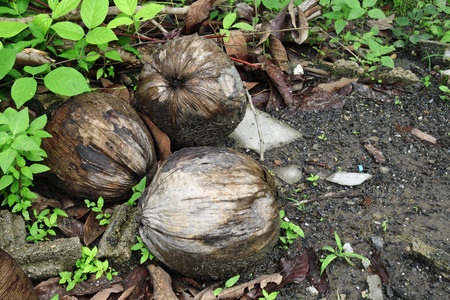 Dried coconuts on the ground.の写真素材