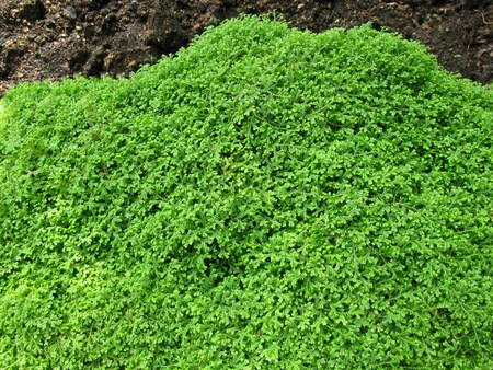 Green Moss on the groundの写真素材