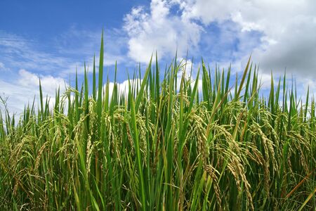 Green rice paddy with beautiful sky.の写真素材
