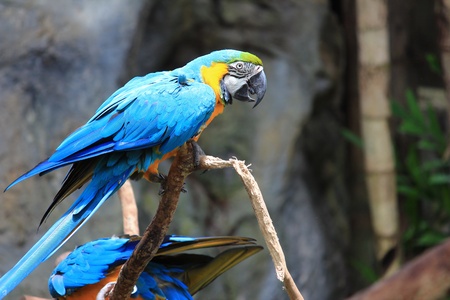 Parrot Actionの写真素材