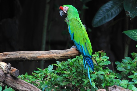 Parrot Actionの写真素材