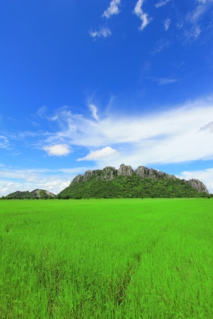 Green rice field under the blue sky in Thailandの写真素材