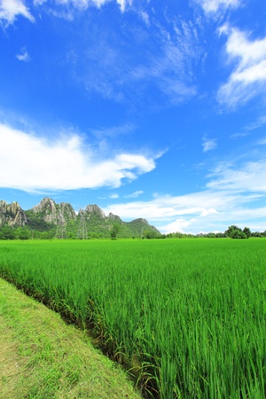 Rice fields with hill backgroundの写真素材