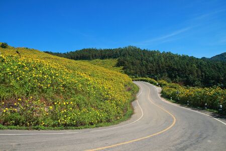 Mexican sunflower under blue sky in Maehongson, Thailand. の写真素材