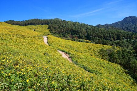 Mexican sunflower under blue sky in Maehongson, Thailand.の写真素材