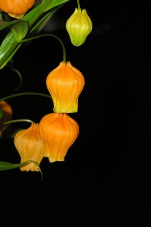 Yellow flower on black backgroundの写真素材