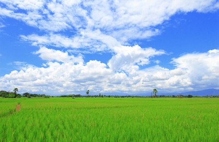 Paddy rice field under blue sky の写真素材