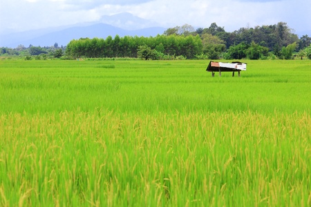 Paddy rice field with hill backgroundの写真素材