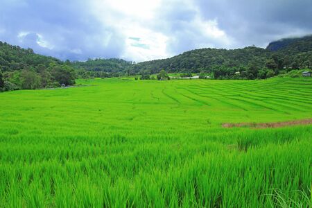 Terraced rice fields in northern Thailand の写真素材