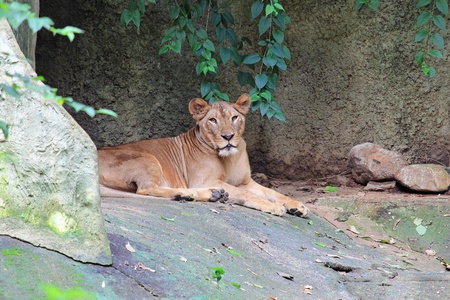 Beautiful portrait of a female lion の写真素材