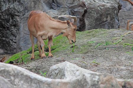 Brown mountain goat eatting foodの写真素材