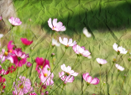 flower on paper crumpledの写真素材