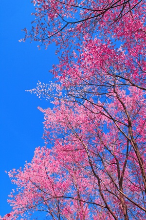 Sakura pink flower in Chiang Mai, Thailandの写真素材