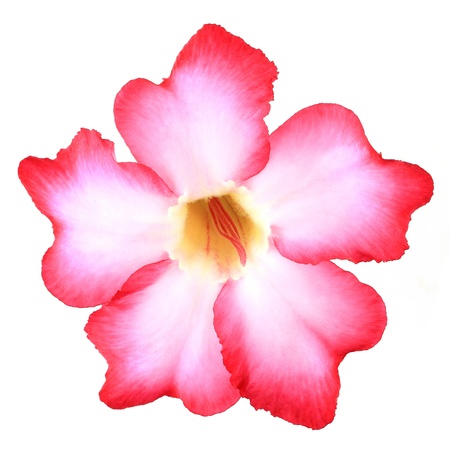 Floral background. Close up of Tropical flower Pink Adenium. Desert rose on isolated white background. の写真素材