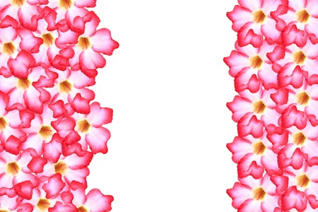 Floral background. Close up of Tropical flower Pink Adenium. Desert rose on isolated white background. の写真素材