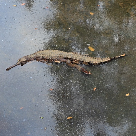 Crocodileの写真素材