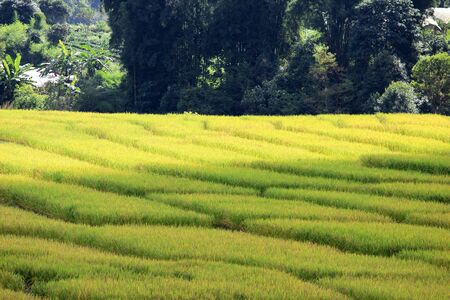 Paddy rice fieldの写真素材