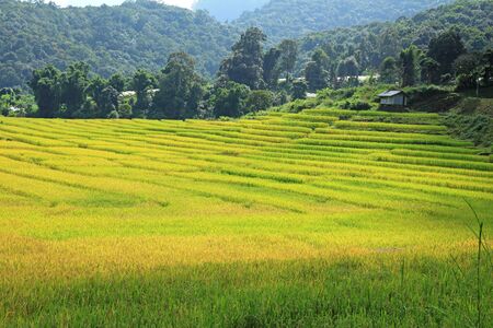Paddy rice fieldの写真素材